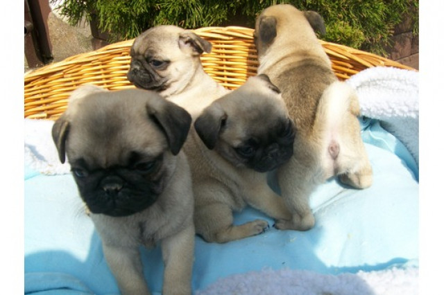 Mops Rüde sucht neues zuhause - Tiere - kiel