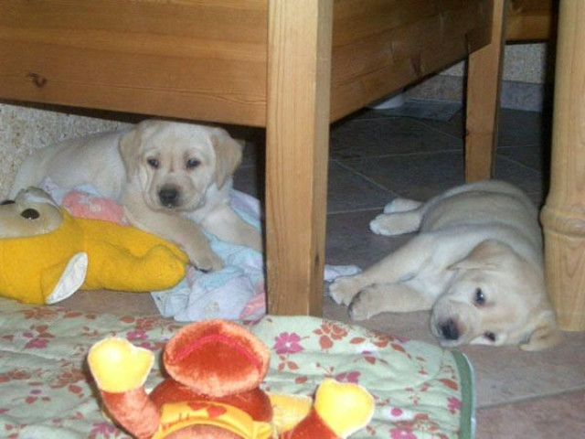 Labradorwelpen von der Gandenitzer Heide - Tiere - Templin