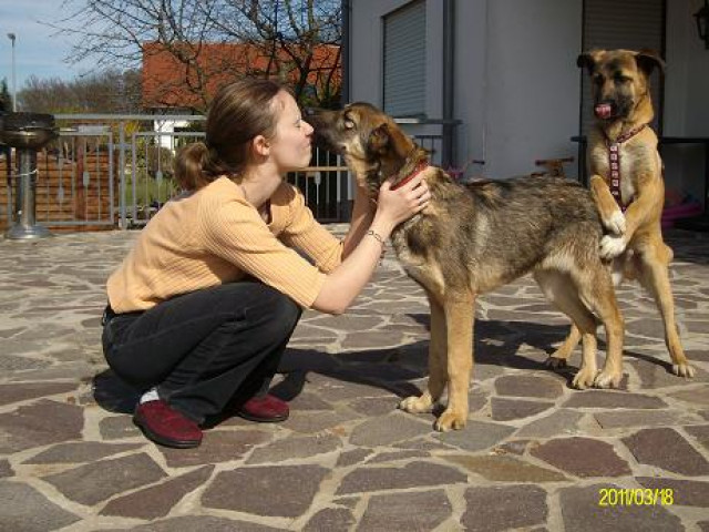 Schäfi Mix Brüder - Tiere - Blieskastel