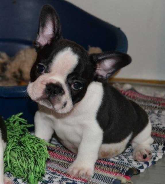 Französische Bulldoggen Welpen aus dt. Zucht mit Pap. - Tiere - Frankfurt