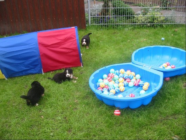 Berner Sennenwelpen von der Aalbek - Tiere - Neumünster