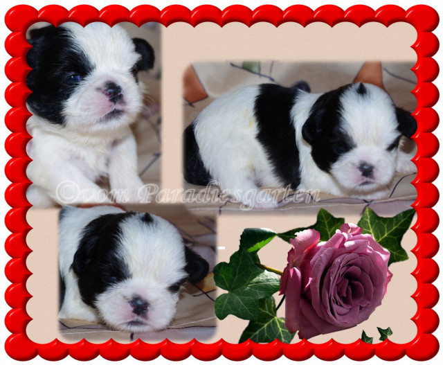 Shih Tzu Welpen aus guten Linien - Tiere - frankfurt