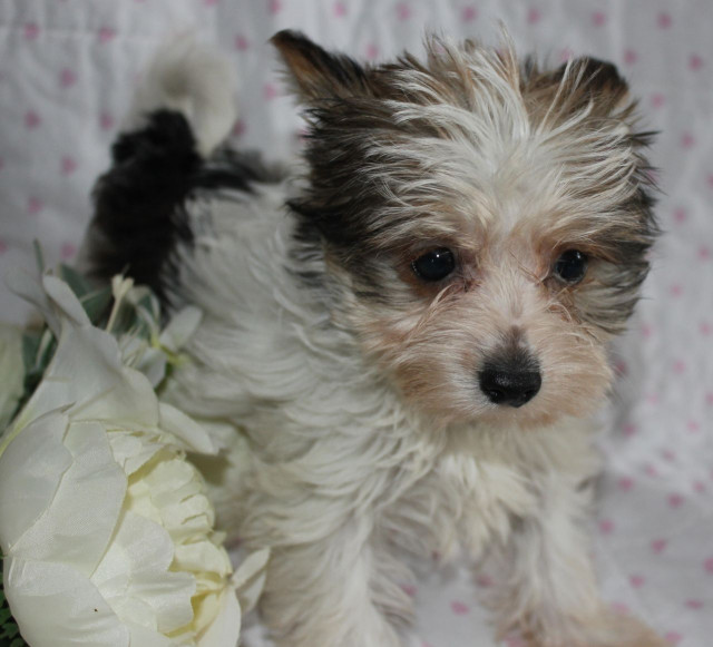 Teacup Yorkshire-Terrier-Welpen. - Tiere - Nordrhein-Westfalen - Gelsenkirchen