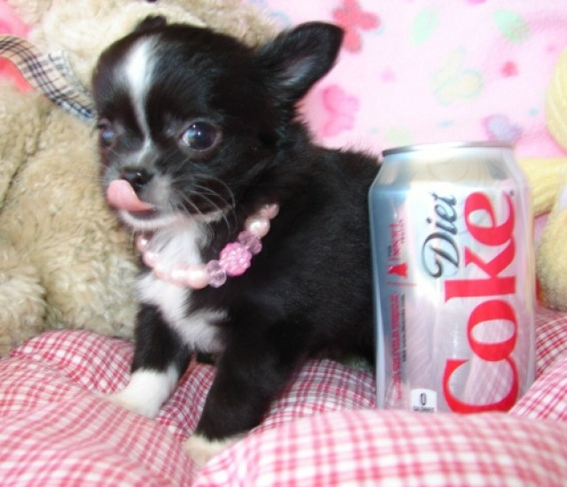 Familientaugliche chihuahua Welpen  - Tiere - Betzdorf  