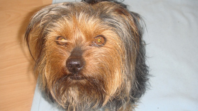 Rocky ein Kerl zum verlieben - Sonstige Anzeigen - Blaubeuren