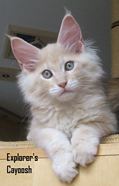 2 MAINE COON Katerchen in blue/cream, *04.7.10, geimpft, gechipt, Stammbaum, - Tiere - Lünen