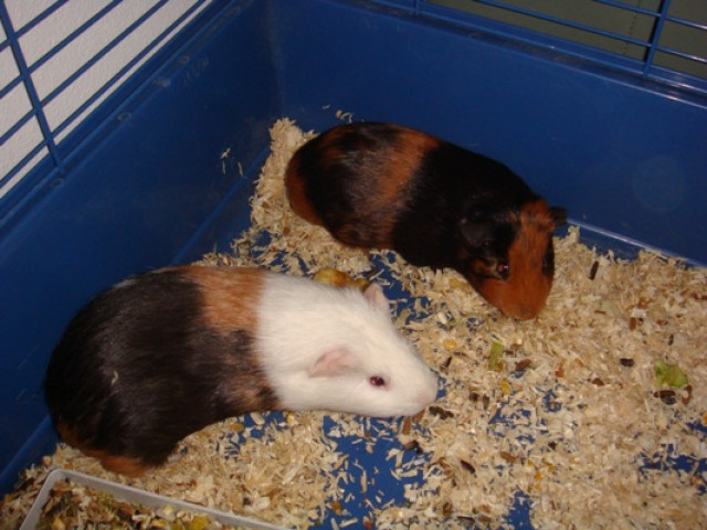 Meerschweinchen - Tiere - straubing