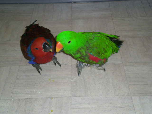 Neuguinea-Edelpapageien - Tiere - pfungstadt