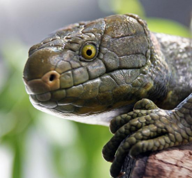 Suche jungen Wickelschwanzskink - Tiere - 59457