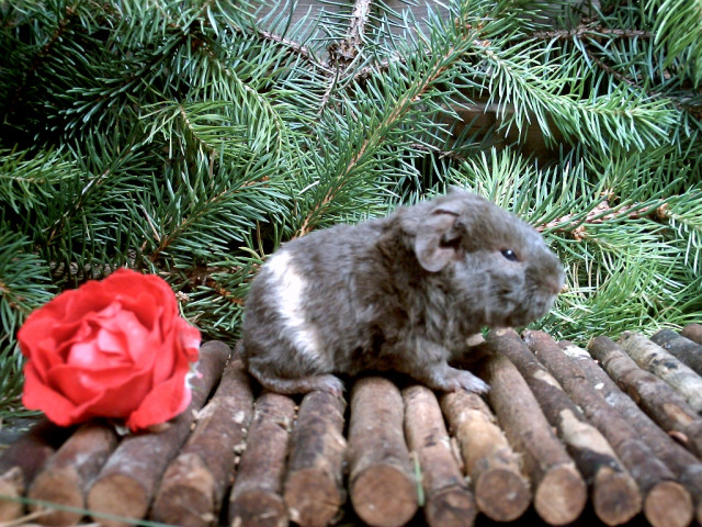 Meerschweinchen US Teddys - Tiere - Teutschenthal