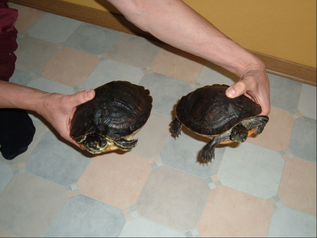 2 Wasserschildkröten in liebevolle Hände abzugeben. - Tiere - chemnitz