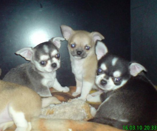 Reizende chihuahua s - Tiere - hof