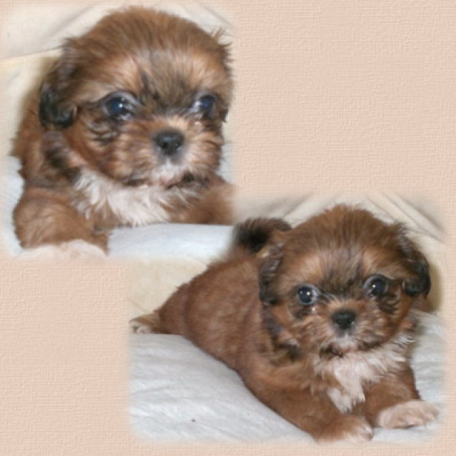 Wunderschöne shih tzu welpen - Tiere - feldatal