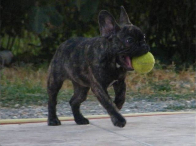 Schöner Wurf von 5 Welpen Bulldogs - Tiere - Berlin
