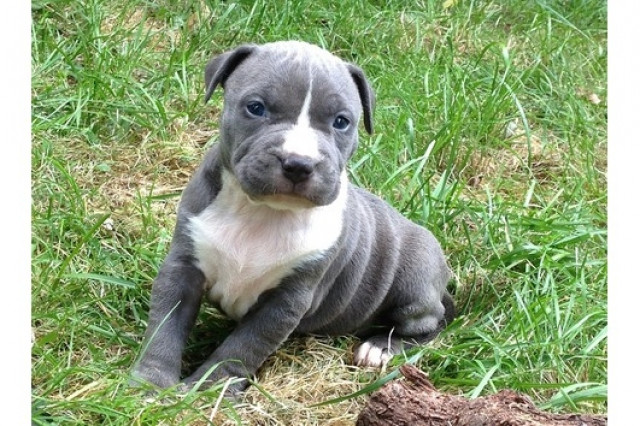 Süße American Bully Hündin aus Top Verpaarung - Tiere -  Eschweiler