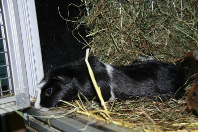 Neuer Cuy Nachwuchs (Riesenmeerschweinchen) ist da! - Tiere - Delbrück