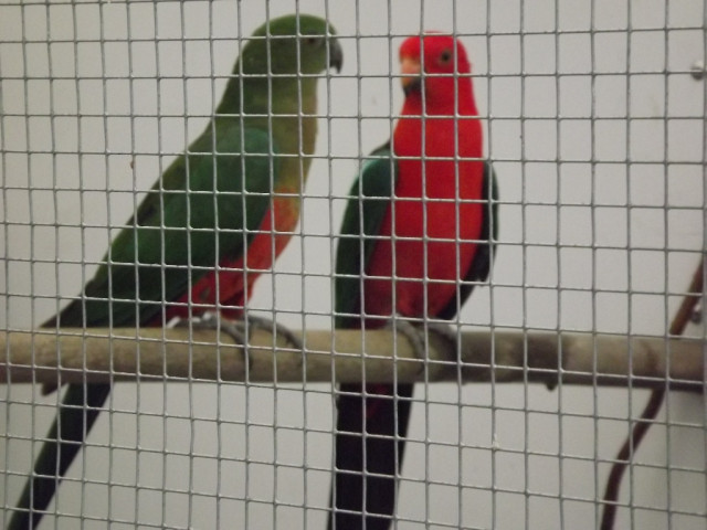 Gebe Pärchen Australische Königssittiche ab - Tiere - Leipzig