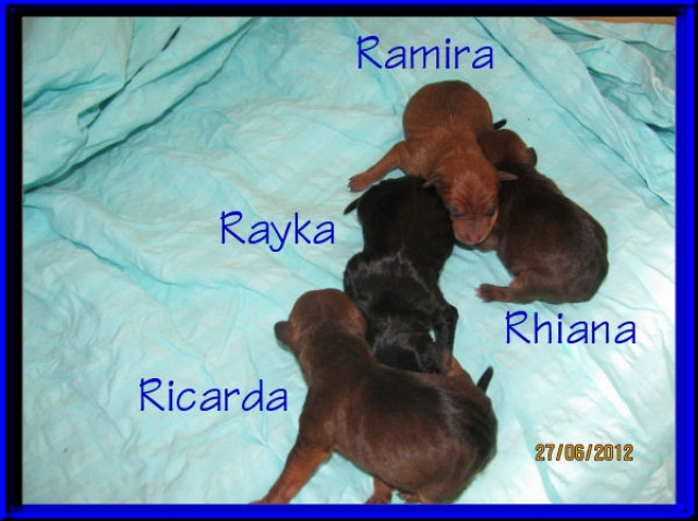 Zwergpinscher - Tiere - Frielendorf