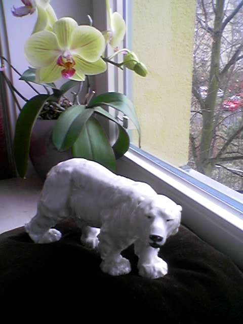 Eisbär Knut aus Meißner- Porzellan - Sammlungen - Berlin
