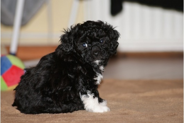 Wunderschöne Bolonka - Zwetna Welpen suchen ein liebevolles zu Hause - Tiere - saarland