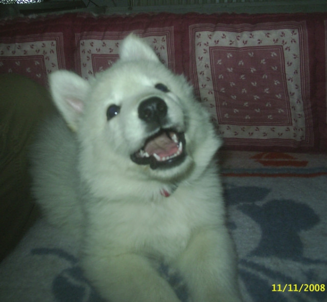 Weisse Schäferhundwelpen suchen neuen Dosenöffner - Tiere - Lürschau