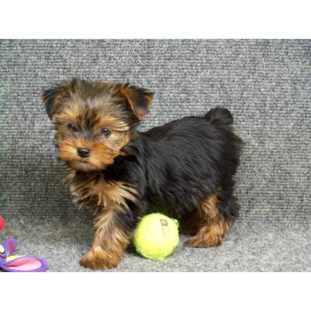 Yorkshireterrier Babys - Tiere - Berlin