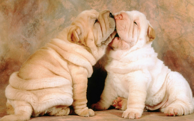 Atemberaubende Shar-Pei Welpen zu verkaufen - Tiere - Berlin