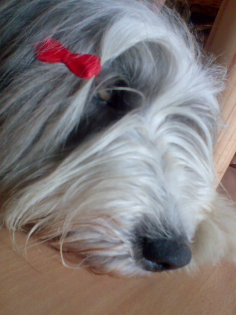 Bearded Collie - Tiere - Sundern