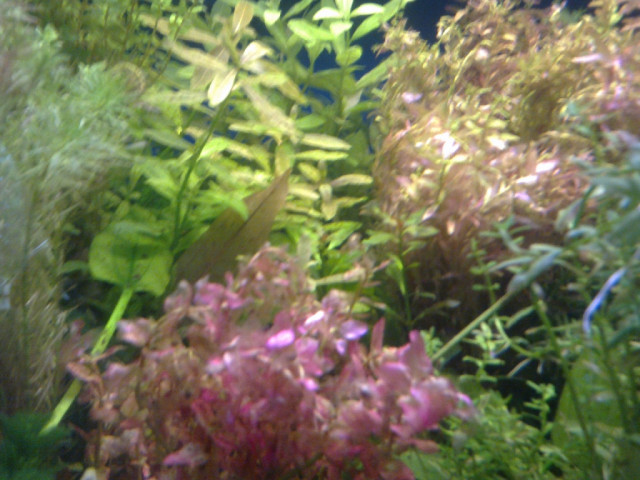 WASSERPFLANZEN Komplett Set für 500 Liter Aquarium TOP - Tiere - Elstertrebnitz