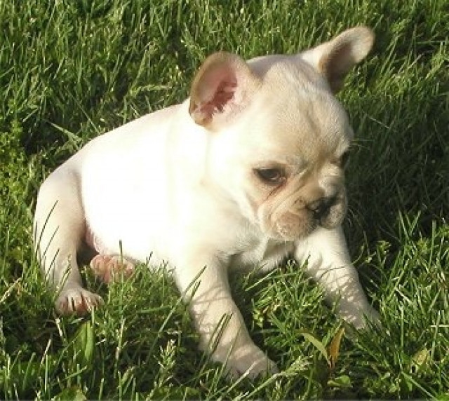 Französische Bulldogge Welpen - Tiere - berlin