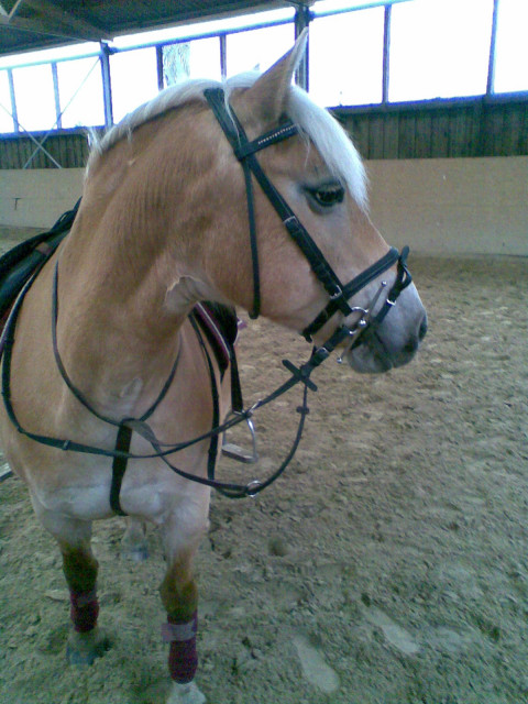 Biete Reitbeteiligung an meiner Haflinger Stute - Tiere - Datteln