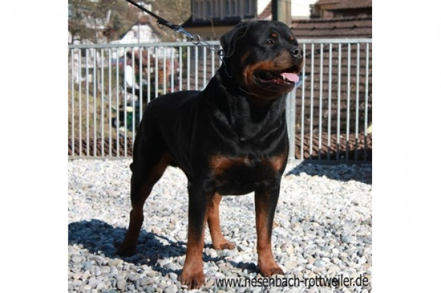Rottweilerwelpen vom Nesenbach - Tiere - Calw
