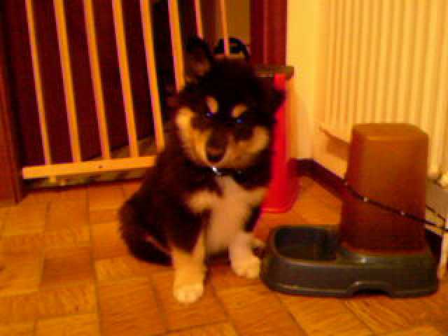 Husky-Colliewelpe zu verkaufen ! - Tiere - Dersau