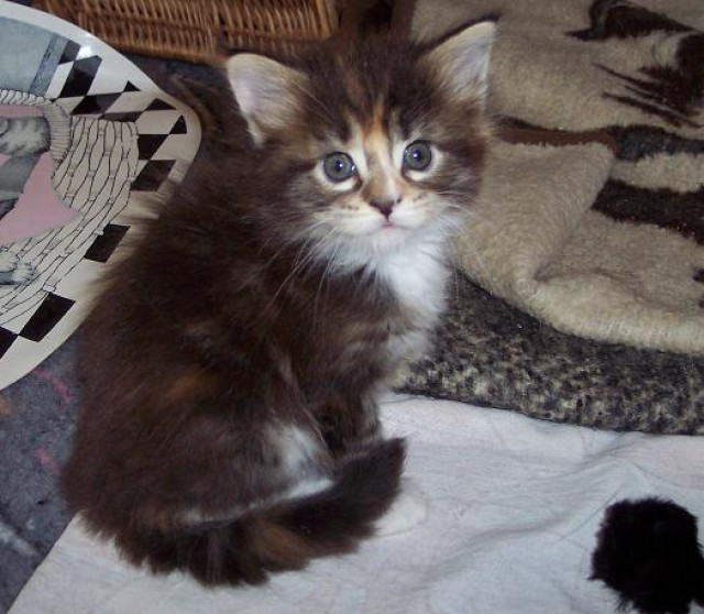 Flauschige Maine Coon Babies - Tiere - Waldbröl