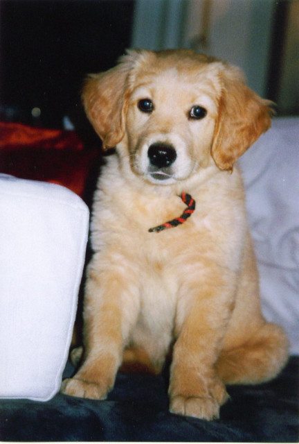 Golden Retriever Welpen suchen ein neues Zuhause ! - Tiere - Stuttgart