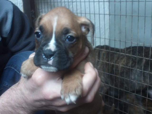 Reinrassige Boxerwelpen - Tiere - Seddin