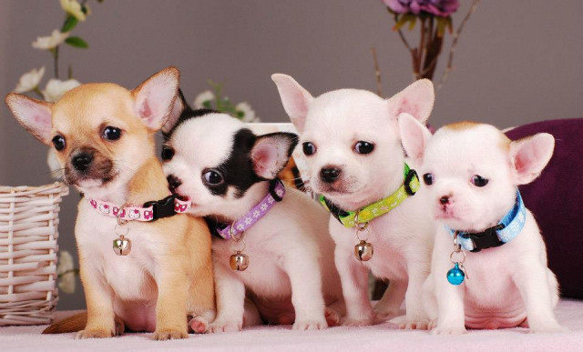 Chihuahuas in Kurz-und Langhaar mit Stammbaum!Mikrochip( EU- Impfpass)  - Tiere -  Menden 