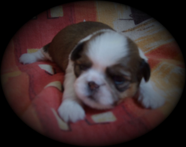 Niedl.kl.SHIH-TZU-WELPEN - Tiere - Deutsch-Evern,Lüneburg