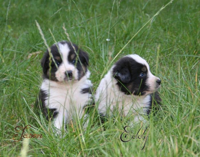 4  Men in Black  (Australian Shepherd Jungs) suchen noch Sie, ja genau Sie/Dich  - Tiere - Coppenbrügge