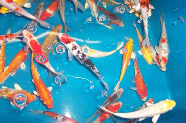 Koi Versand Deutschlandweit // Fa.Fördefisch - Tiere - Flensburg