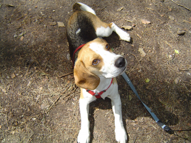 An alle Chaoten auf vier Pfoten - Tiere - Teutschenthal