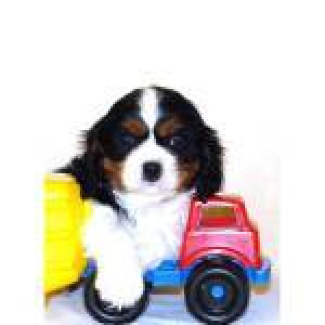 Cavalier king charles spaniel - Tiere - berlin
