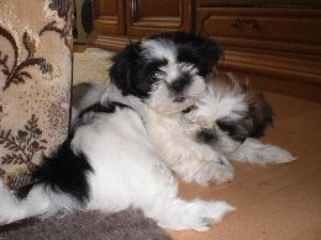 Shih Tzu Welpen - Tiere - Neubrandenburg