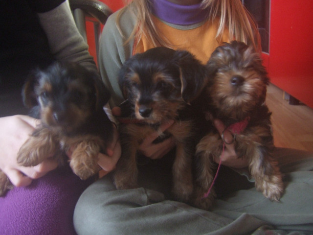 Yorkshire Terrier Welpen - Tiere - Nossen