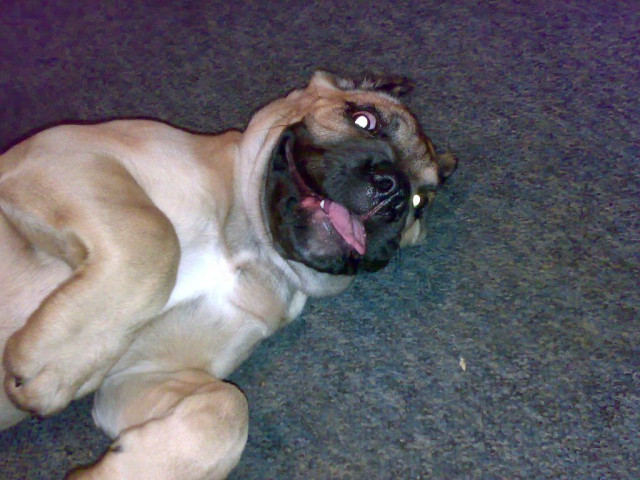 Cane Corso - Tiere - Chelm