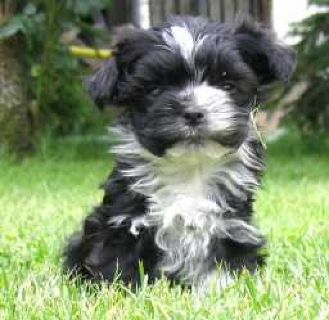 Bolonka Zwetna Welpen in schwarz weiß - Tiere - erfurt