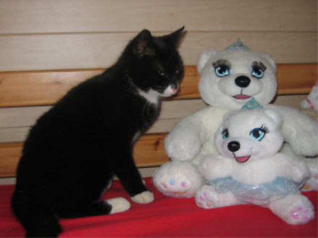 Traumkatze sucht Schmuseopfer ! - Tiere - 