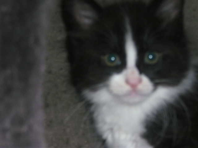 Maine coon kitten - Tiere - salzbergen