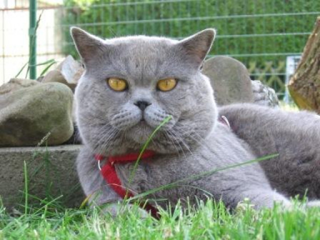 Typvoller BKH Deckkater aus Köln - Tiere - köln