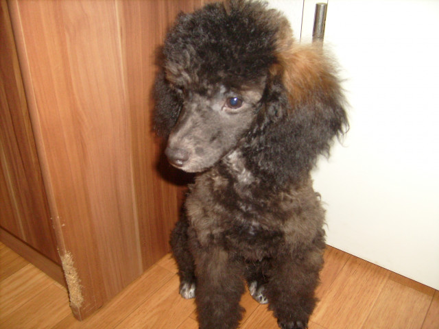 Wunderschöner Zwergpudelrüde abzugeben - Tiere - Borsdorf